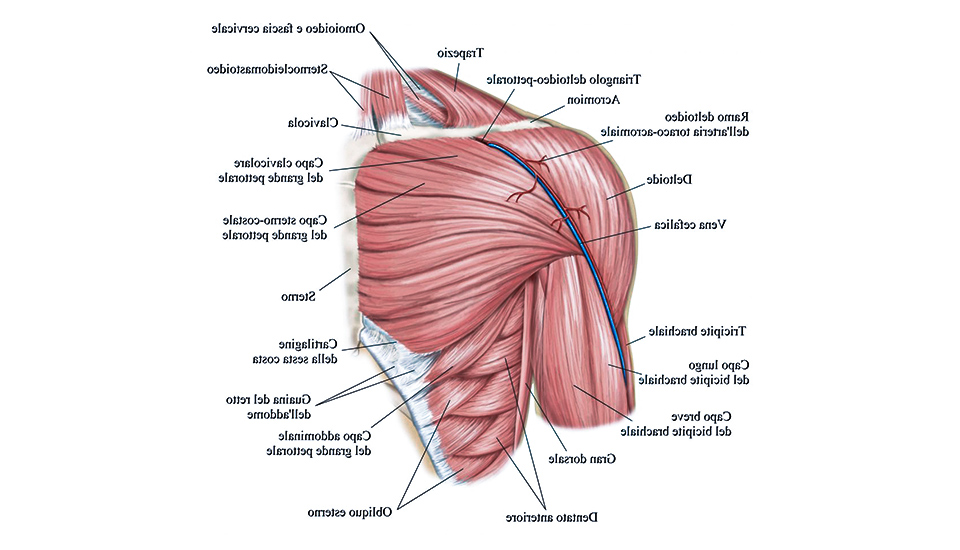 struttura muscolare della spalla