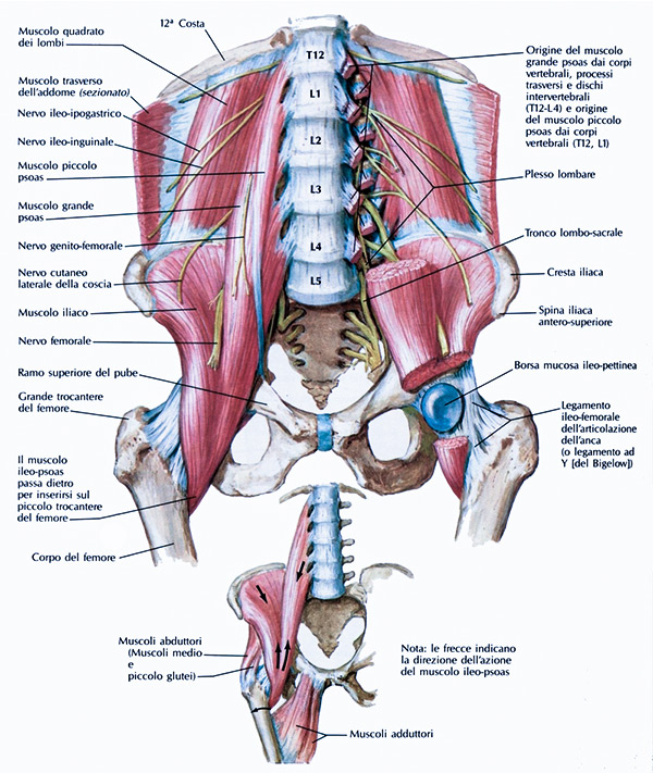 struttura muscolare dell'anca