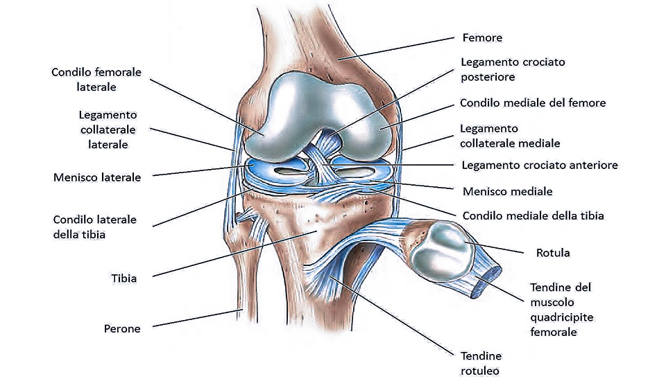 struttura ossea del ginocchio